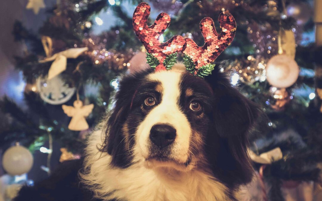 The Busy Holiday Season: Making Time for Your Pets